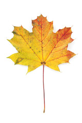 Fototapeta premium Colorful autumn maple leaf