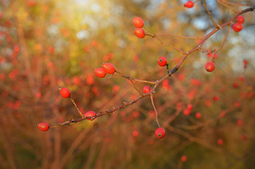 Red rose hips in sunset