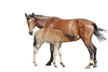 Mare feeding her foal, isolated.
