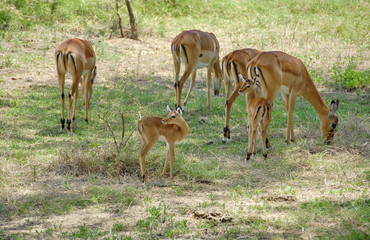 Herd of Thomson's gazelle in Nakuru N. R., Kenya.