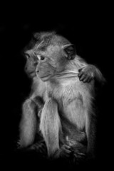 Friend never die!!  (Monkey (Long-Tailed Macaque))