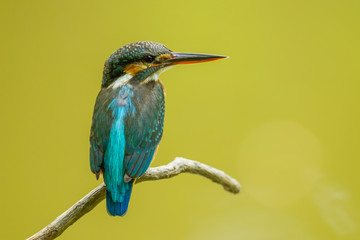 The common kingfisher catch on the branch in nature