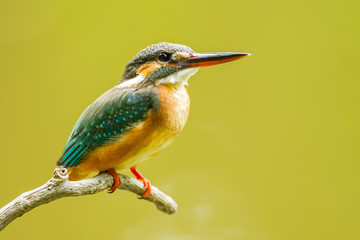 The portrait of commong kingfisher