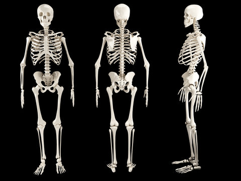 Human skeleton, three views