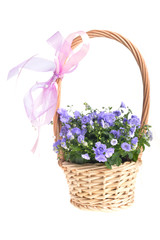 campanula bellflowers