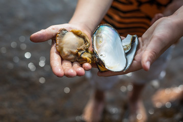 Fresh water clam