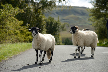 Sheep crossing the road