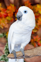 Obraz premium Blue eye White Macaw parrot