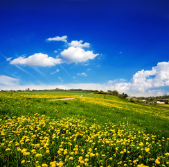 Fototapeta premium Löwenzahn-Wiese mit blauem Himmel und Wolken