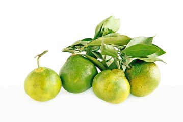 green mandarines miyagawa