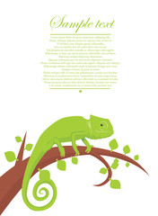 Chameleon background