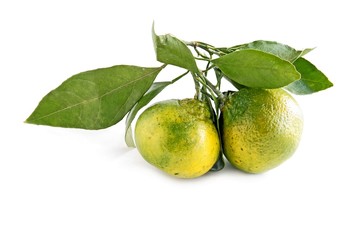 green mandarines miyagawa