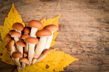 funghi pioppini - Agrocybe aegerita mushrooms