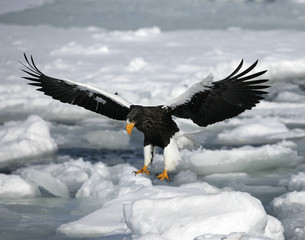 Steller's sea-eagle, Haliaeetus pelagicus