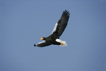 Steller's sea-eagle, Haliaeetus pelagicus