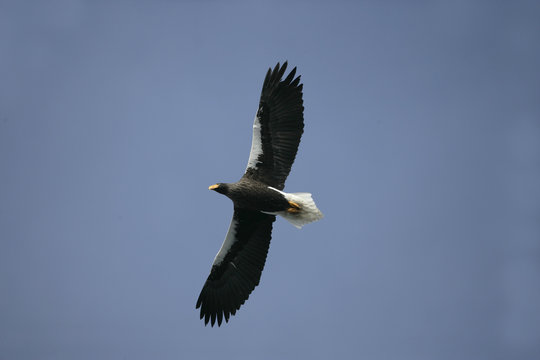 Steller's sea-eagle, Haliaeetus pelagicus