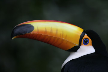 Toco toucan, Ramphastos toco