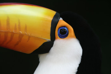 Toco toucan, Ramphastos toco