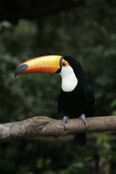 Toco Toucan, Ramphastos Toco