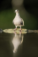 Turtle dove, Streptopelia turtur