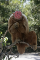Fototapeta premium Uakari monkey, Cacajao calvus,
