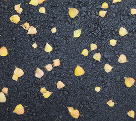 Fototapeta premium yellow leaves on the pavement