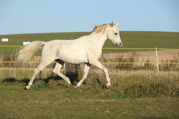 Naklejka na ściany i meble Gorgeous arabian horse running on autumn pasturage