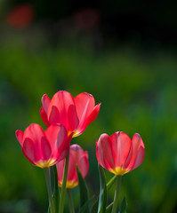 Fototapeta premium flowers blooming red tulips on a green background, sunny day