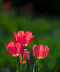flowers blooming red tulips on a green background, sunny day