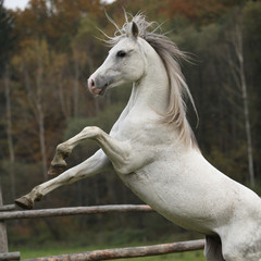 Plakat Gorgeous arabian stallion prancing