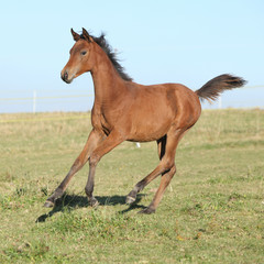 Perfect arabian horse foal running on pasturage