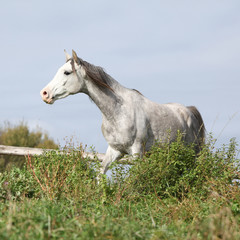Nice grey arabian stallion running