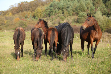 Batch of kabardin horses on pasturage