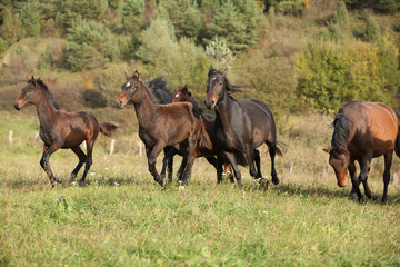 Naklejka na ściany i meble Batch of kabardin horses running in autumn