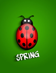 Ladybug