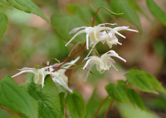 トキワイカリソウ