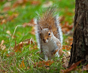 Grey Squirrel Peeping