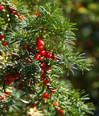 Yew Tree and Berries