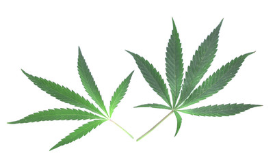 Closeup of green cannabis leaves.