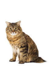 Kuril Bobtail Cat