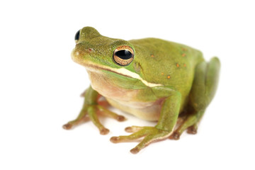 Tree frog (Litoria infrafrenata)