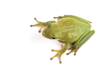 Tree frog (Litoria infrafrenata)