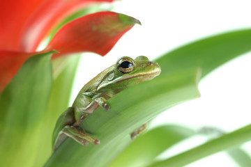 Tree frog (Litoria infrafrenata)
