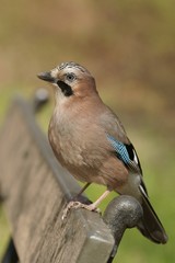 Eurasian Jay (Garrulus glandarius)
