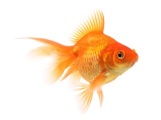Goldfish on a white background © Mirek Kijewski