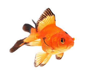 Goldfish on a white background