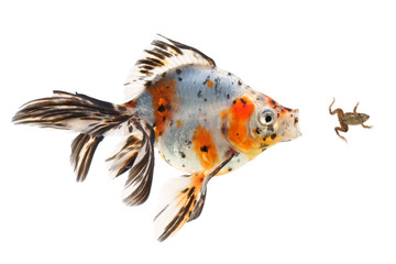 Goldfish, big fish hunting for a small frog