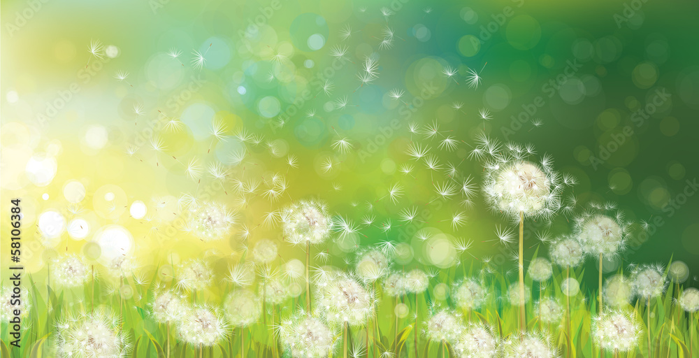 Wall mural vector of spring background with white dandelions.