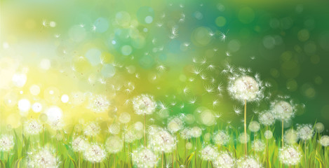 Fototapeta premium Wektor wiosny tło z białymi dandelions.