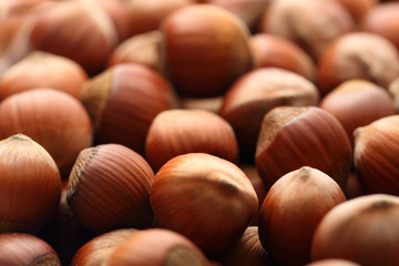 Fresh hazelnuts